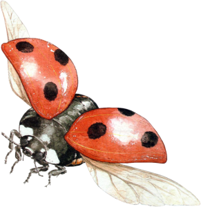 ladybug PNG image-3964